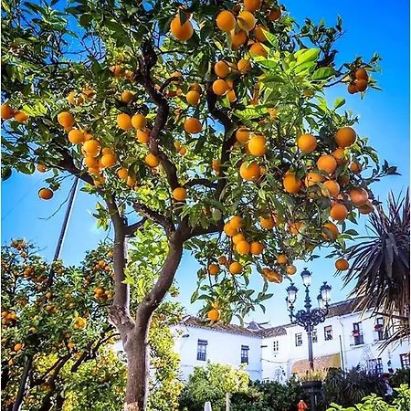 Costa Del Sol Bel Vue Exceptionnelle Sur Apartamento Málaga